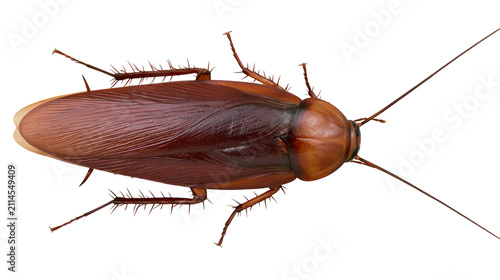 Obraz na płótnie Brown cockroach insect with long antennae and spiky legs