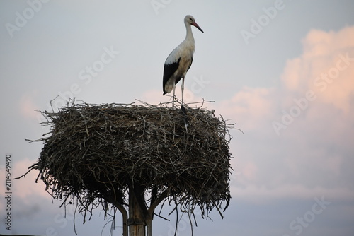 Storch steht auf Nest das auf hohem Pfosten gebaut ist