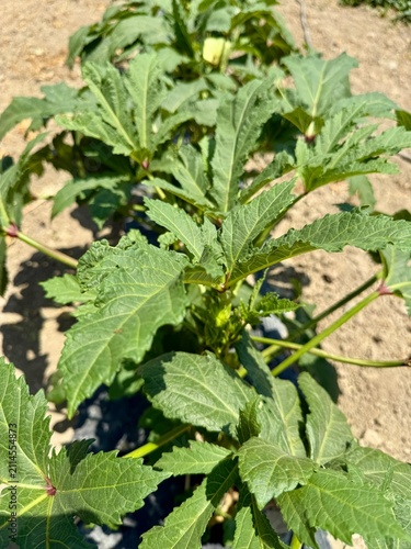 A close-up shot of the fruits and flowers of the okra plant. An agricultural field planted with okra.