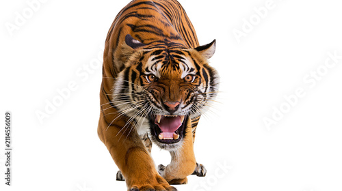 Obraz na plátně Tiger roaring with open mouth and sharp teeth, front view