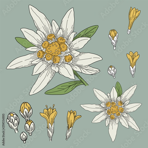 Edelweiss flower vector illustration with botanical elements and isolated plant parts.