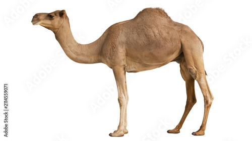 Фотография Dromedary camel standing profile view