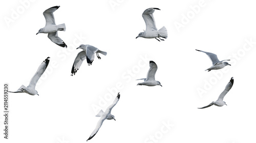 Canvas Print Flock of seagulls in flight white and gray feathers, wings spread