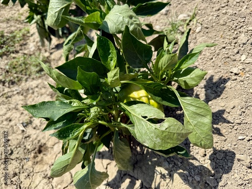 Close-up shot of bell peppers growing in a garden bed. A field planted with bell peppers and other vegetables.