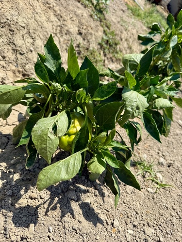 Close-up shot of bell peppers growing in a garden bed. A field planted with bell peppers and other vegetables.