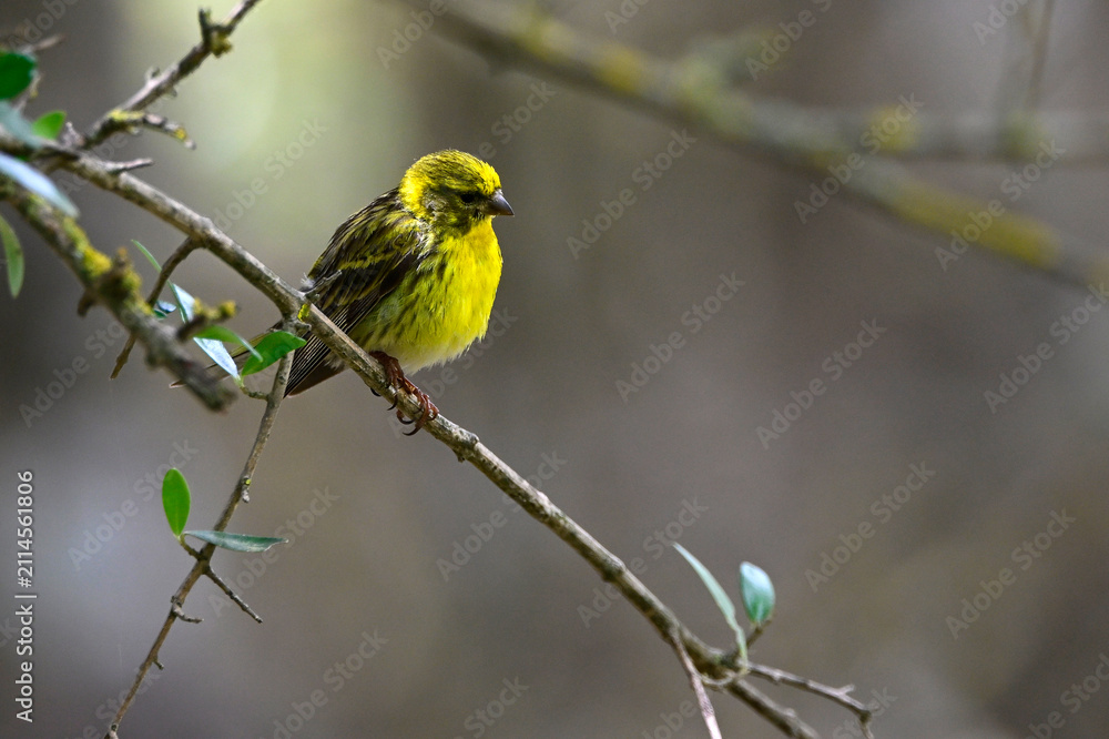 Obraz premium Girlitz // European serin (Serinus serinus)