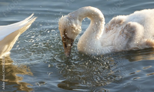 Canvastavla Baby swan swim and making splash on the lake with many drops, waterbirds backgro