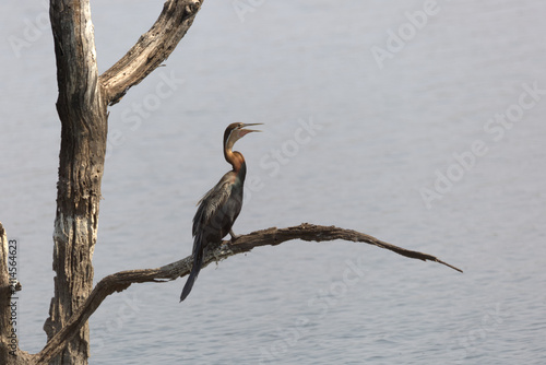 Cuadro en lienzo African Darter (Anhinga rufa) perched on a branch of a dead tree over water