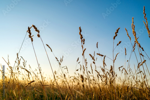 Close-up view of tall wild grasses glowing in warm evening light with copy space