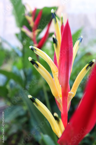 Картината върху платно Exotic Heliconia psittacorum flower (Parrot's Beak) featuring striking red bracts and yellow blossoms with dark tips