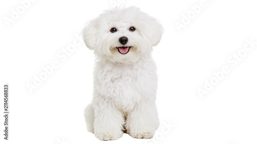 Fotografie Fluffy white Bichon Frise dog sitting with tongue out