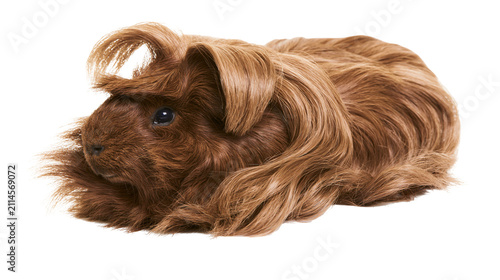Cuadro en lienzo Long haired brown guinea pig with fluffy fur and curled bangs