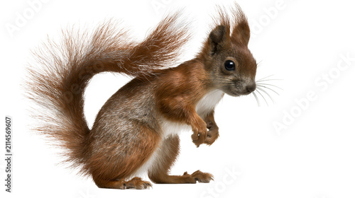 Принти на полотні Red squirrel with bushy tail and alert ears