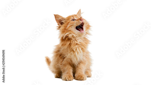Bild auf Leinwand Fluffy orange kitten meowing with mouth open