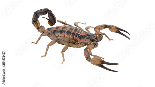 Foto Scorpion with segmented tail raised and claws extended