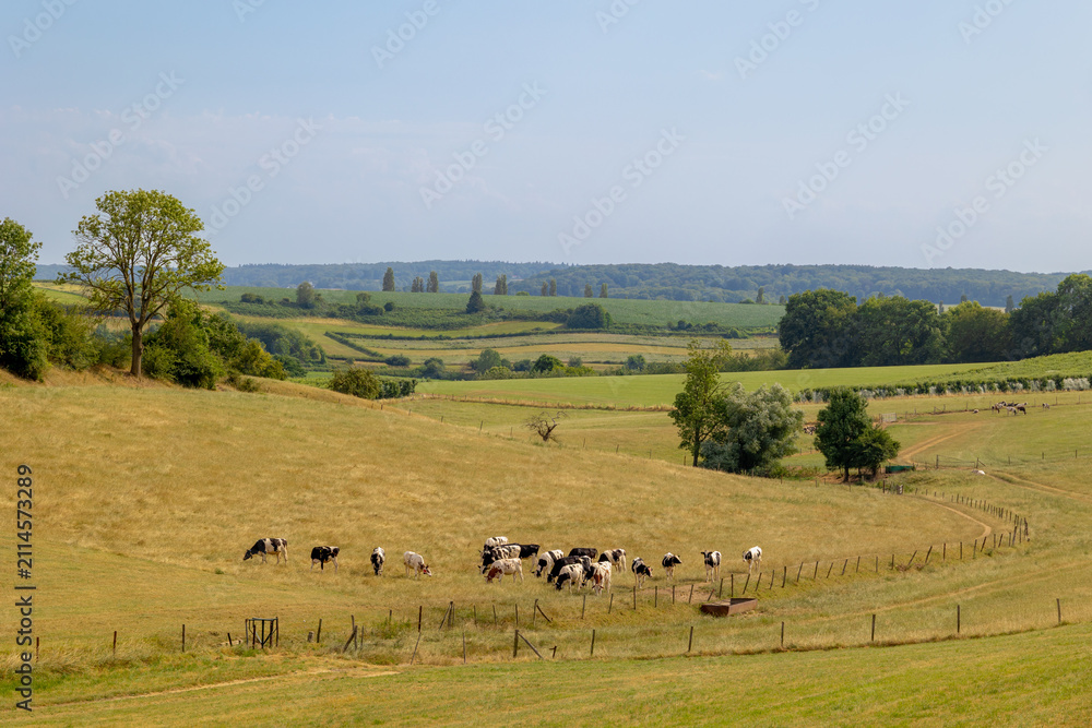 Obraz premium Summer countryside landscape, A flock of black and white Dutch cows nibbling green grass on the hillside, Eys is a village in the municipality of Gulpen-Wittem and region in Zuid-Limburg, Netherlands