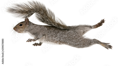 Принти на полотні Gray squirrel mid-air jump with bushy tail