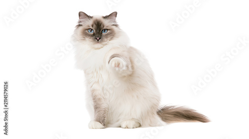 Fluffy Ragdoll cat with blue eyes sitting and raising paw