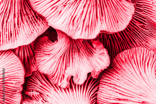 abstract textured background of red mushrooms chanterelles  close-up top view