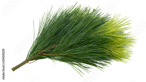 Pine branch with green and yellow needles