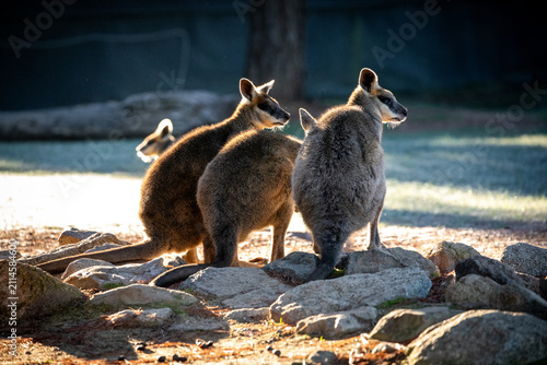Canvas Print Group Kangaroos Relaxing Rocky Sunlit Area