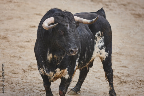 Фотография Black fighting bull in the arena. Bullring. Toro bravo. Spain