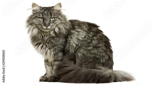 Bild auf Leinwand Long-haired grey tabby cat sitting