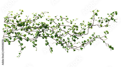 Living vine trellis installation for biophilic design on a wall with installation white background environmental architecture sustainable with ecological