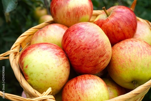  Basket filled with ripe red apples freshly harvested. Apples show a variety of red and green hues, highlighting their freshness and appeal. Ideal for autumn harvest themes