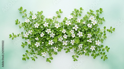 Small white flowers on green leaves. Minimalist floral background with botanical pattern.
