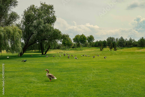 фотографія Geese graze on a green meadow in the park