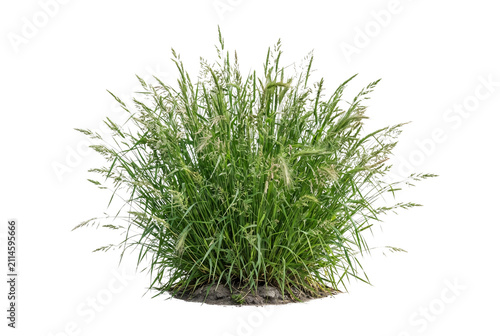 Lush wild grass clump with tall green blades and flowering seed heads isolated cutout for architectural landscape rendering and nature visualization.