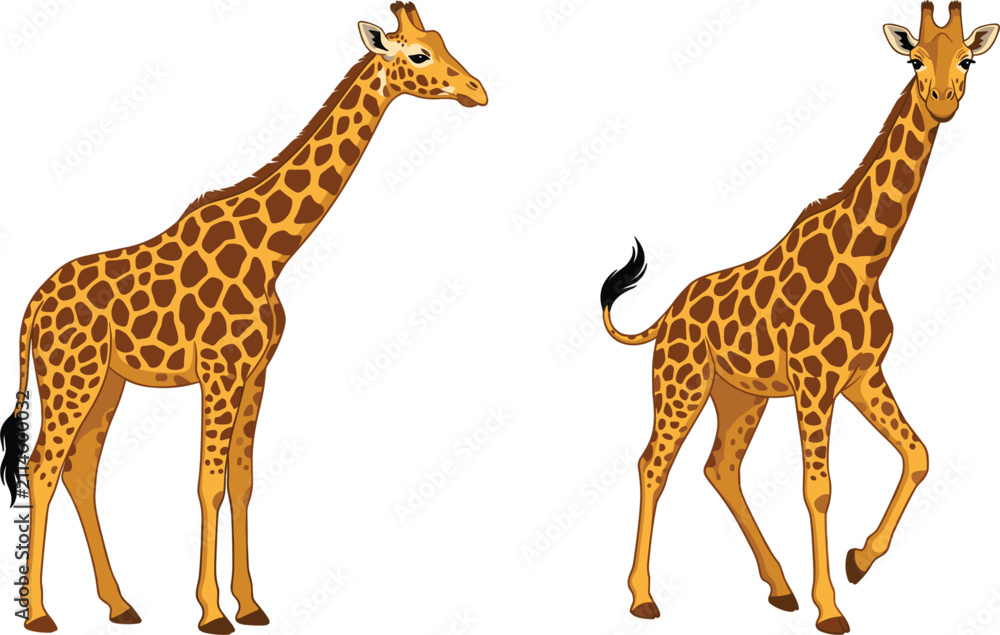 Obraz premium Realistic African giraffe vector illustration set, wild safari animal character collection for graphic design projects