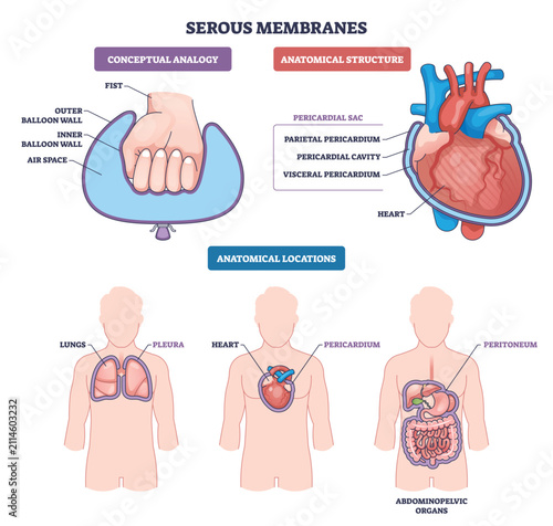 Foto Serous membranes diagram shows heart, lungs, and abdomen with parietal and visceral layers around organs, explaining fluid-filled cavities for protection and movement