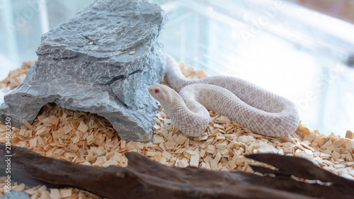 Snow Western hognose snake crawling on aspen bedding inside a terrarium.