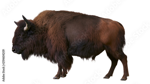 Bild auf Leinwand American Bison with thick brown fur and horns