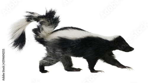 Принти на полотні Black and white striped skunk walking with bushy tail raised