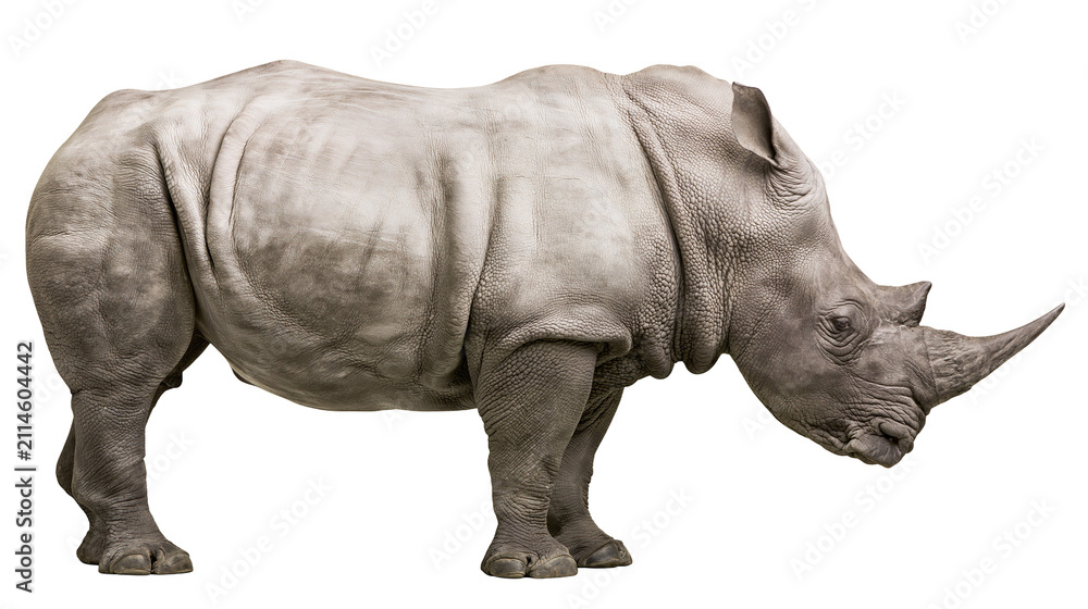 Fototapeta premium Gray rhinoceros with horn standing profile view