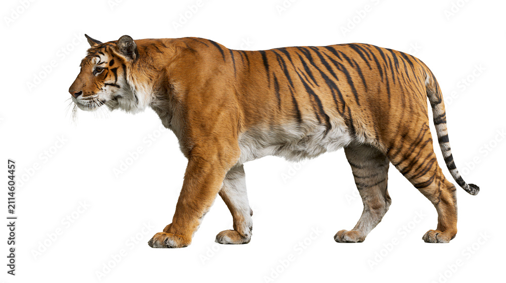 Obraz premium Tiger walking profile view orange black stripes fur