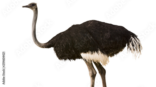 Fotografie Ostrich bird with long neck and black feathers
