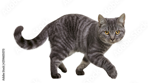 Photography Gray tabby cat walking with yellow eyes
