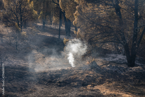 Fotografía Ground smoldering with trails of smoke rising from the ash-covered earth