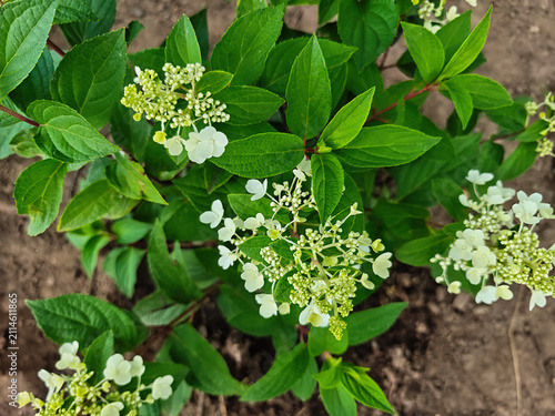  Panicle hydrangea (Hydrangea paniculata), which is a deciduous shrub.