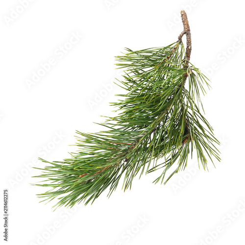 Pine Branch Isolated on Transparent Background, Evergreen Conifer Twig with Needles