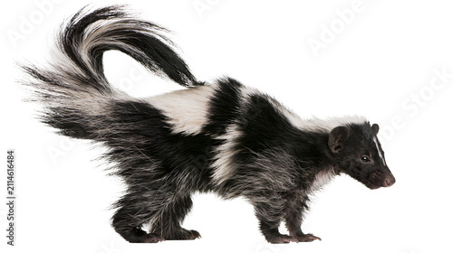 Bild auf Leinwand Black and white skunk with bushy tail standing