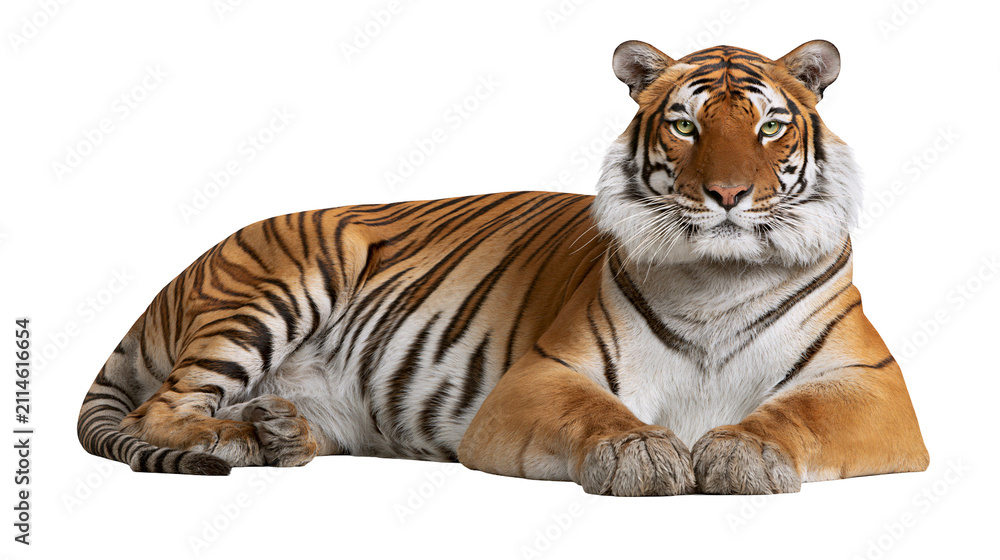 Fototapeta premium Tiger lying down with orange and black stripes