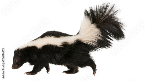 Cuadro en lienzo Black and white striped skunk walking with bushy tail raised