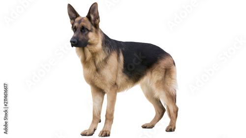 Foto German Shepherd dog standing full body, alert posture