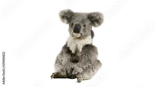 Photography Fluffy grey koala teddy bear sitting