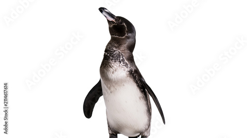 African Penguin Standing with Head Tilted Up